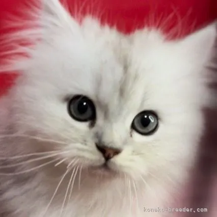 ID:2110-02128の子猫