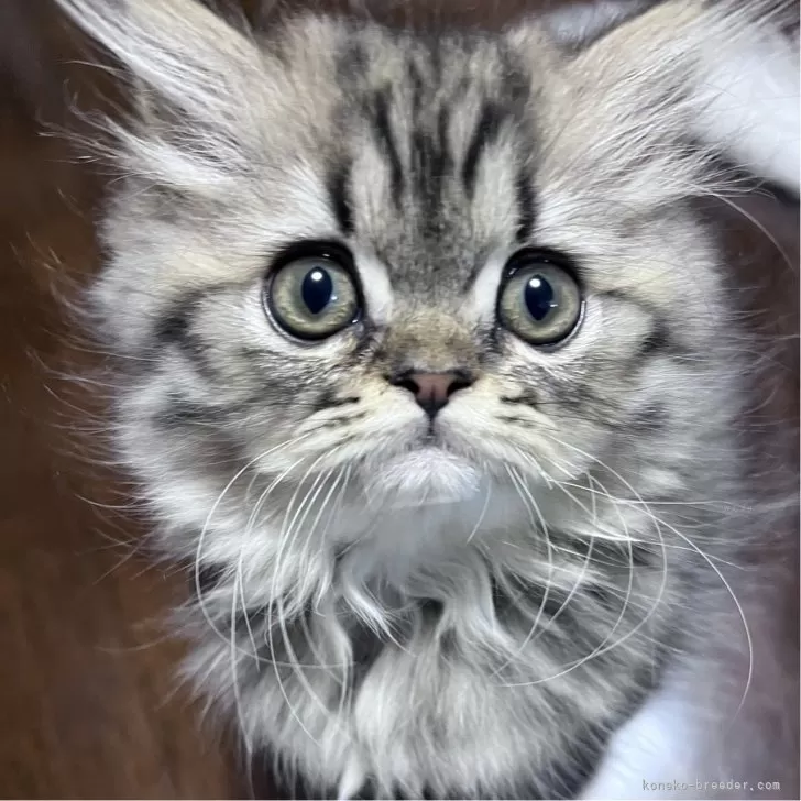 ID：2407-02404の子猫