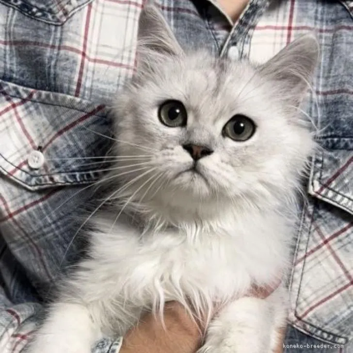 ID：2209-01045の子猫