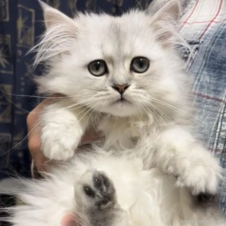 ID:2209-01044の子猫
