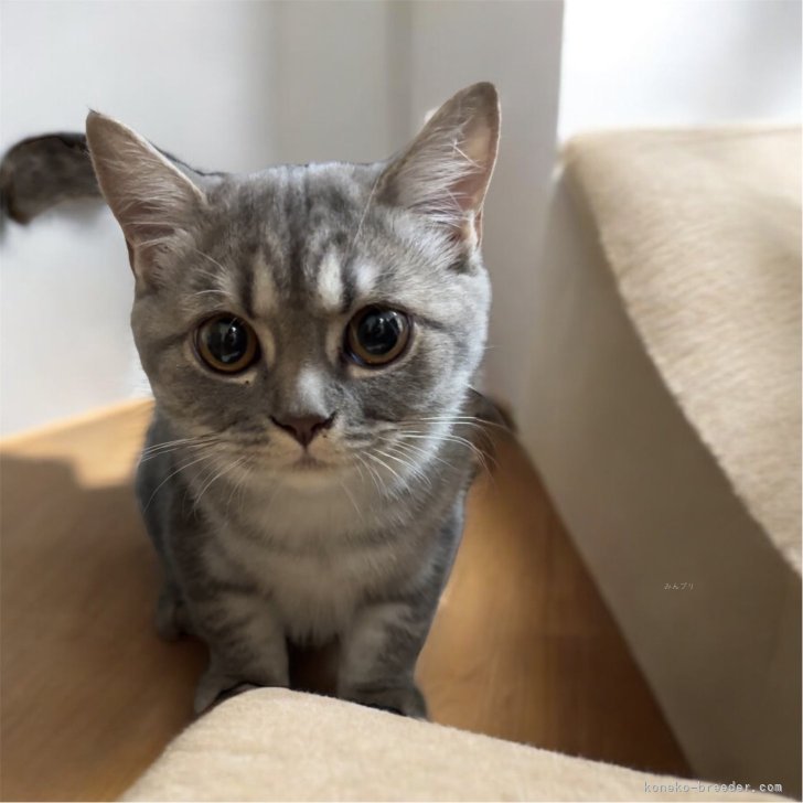 【phoebe-T】プリーター cat_img_1_05e652eb3070.jpg