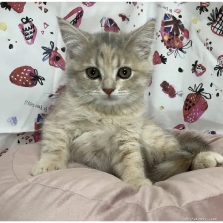 ID：2306-00131の子猫