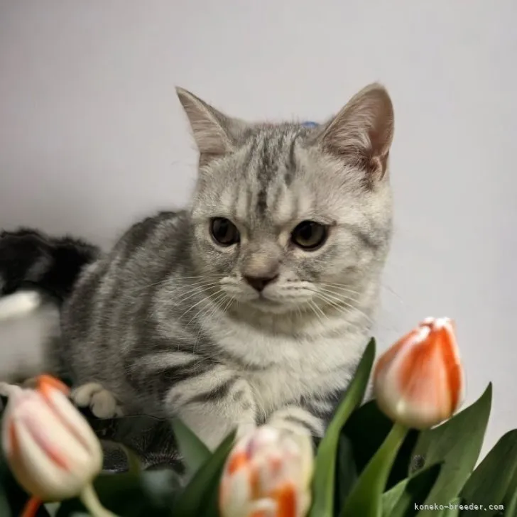 ID：2305-01156の子猫