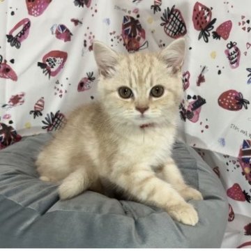 フォールデックス【東京都・男の子・2023年3月29日・クリームタビー（短毛）】の写真「💘新猫種✨とにかく綺麗な顔の優しい男の子💘」