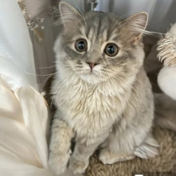 フォールデックス【東京都・女の子・2024年3月22日・ブルータビー（長毛）】の写真「⭐️新猫種フォールデックス⭐️夏の大特価⭐️」