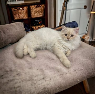 フォールデックス【東京都・男の子・2023年9月28日・クリームカメオタビー（長毛）】の写真「⭐️爆音ゴロゴロ♪究極のツンデレ君⭐️」