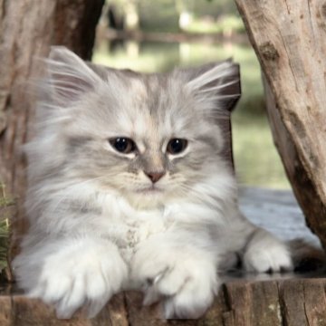 フォールデックス【東京都・女の子・2024年4月5日・ブルーパッチドタビー（長毛）】の写真「触るだけでゴロロン♪甘えっ子⭐️」