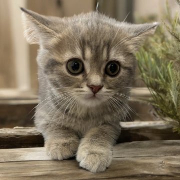 フォールデックス【東京都・女の子・2024年4月9日・ブルータビー（短毛）】の写真「⭐️新猫種⭐️フォールデックス⭐夏の大特価⭐️」