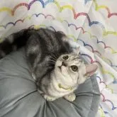 フォールデックス【東京都・男の子・2023年3月29日・シルバータビー(短毛)】の写真2