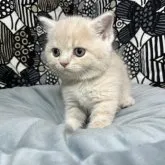 フォールデックス【東京都・男の子・2023年8月9日・クリームタビー】の写真4