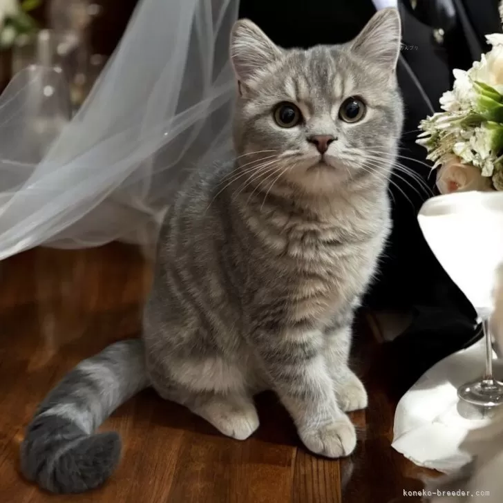 フォールデックス【東京都・男の子・2025年8月4日・ブルータビー】の写真1