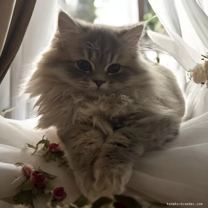 ID：2510-00556の子猫