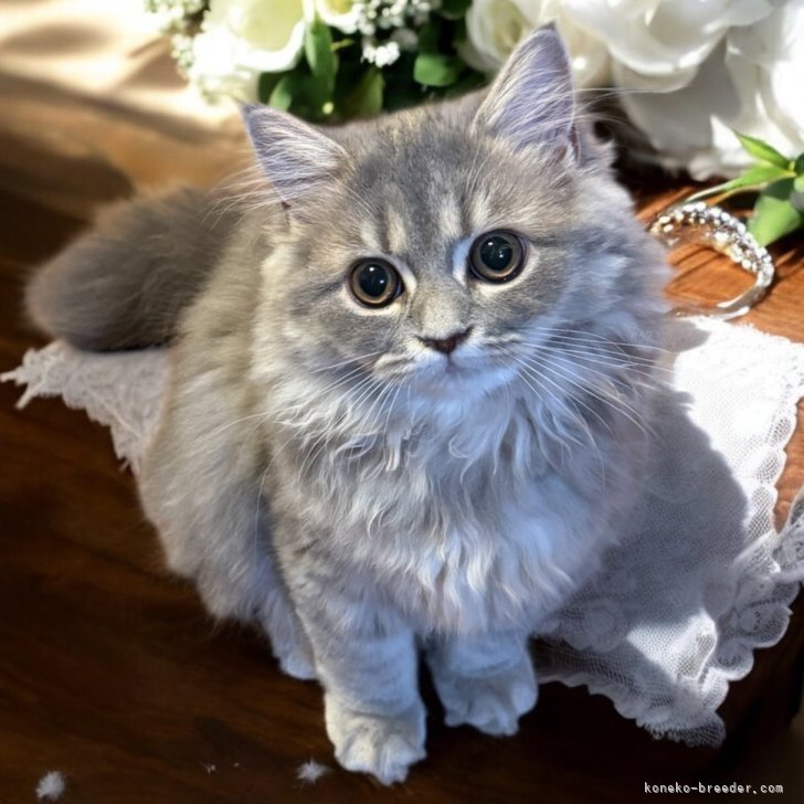ピ*ム様 【新品・未使用】猫のリバーシブル半幅帯（ターコイズブルー・茶色・緑） Amazon | 半巾帯 半幅帯 リバーシブル ターコイズブルー青色地猫