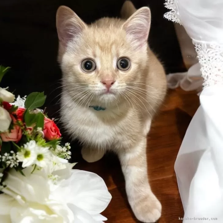 ID:2505-03504の子猫