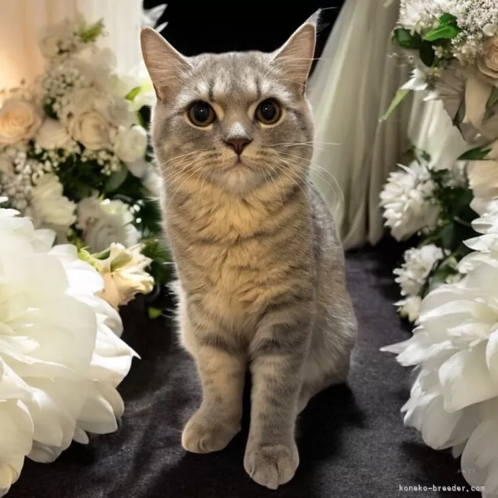 ID：2505-03517の子猫