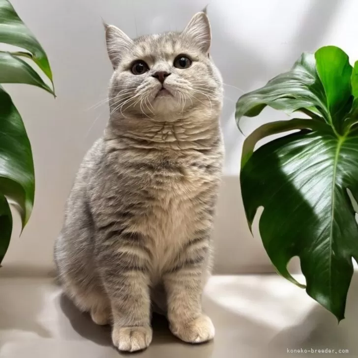 ID:2411-00150の子猫