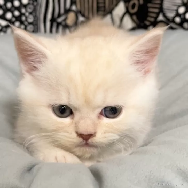 フォールデックス【東京都・男の子・2025年9月11日・クリームタビー】の写真1