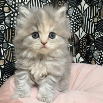 フォールデックス【東京都・女の子・2025年9月11日・ブルーパッチドタビー(長毛)】の写真「✨モフモフふわふわのゴー☆ジャスな女の子✨」