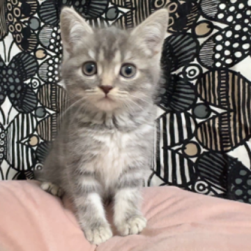 フォールデックス【東京都・女の子・2025年9月23日・ブルータビー（短毛）】の写真「⭐️ちっこくて妖精さんみたい🥹⭐️」