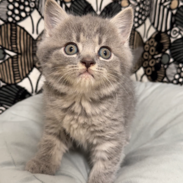 フォールデックス【東京都・男の子・2025年9月11日・ブルータビー(短毛)】の写真「✨モフモフでつぶらな瞳!!✨」