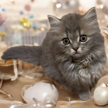 フォールデックス【東京都・男の子・2025年4月9日・ブルータビー（長毛）】の写真「💖ゴー☆ジャスで甘えて鳴きアピールの男の子💖」