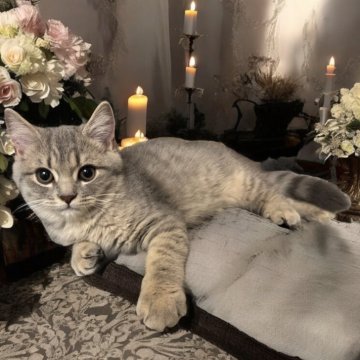 フォールデックス【東京都・男の子・2025年4月14日・ブルータビー（短毛）】の写真「⭐️永遠の童顔丸顔確定の可愛い男の子⭐️」