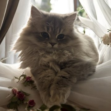 フォールデックス【東京都・女の子・2025年8月4日・ブルータビー（長毛）】の写真「✨💕顔のまんま勝ち気なクールビューティー💕✨」