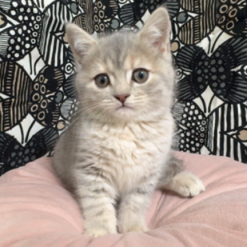 フォールデックス【東京都・女の子・2025年9月23日・ブルーパッチドタビー（短毛）】の写真「⭐️きゅるるん💓つぶらな瞳⭐️」