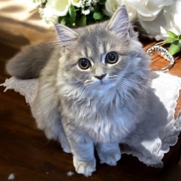 ロシアンブルー ロシアンブルー✖️ラグドール【埼玉県・男の子・2023年5月10日