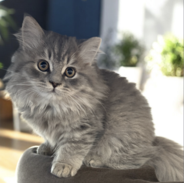 フォールデックス【東京都・男の子・2025年8月4日・ブルータビー（長毛）】の写真「❤️アピール上手なキャラ強もふもふ男子❤️」