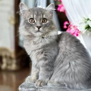 child_img_1_thumb_mob_a4623ef9