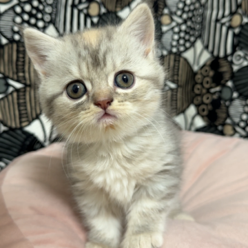 フォールデックス【東京都・女の子・2025年9月11日・ブルーパッチドタビー(短毛)】の写真「✨身体はちっこくて目が大きいプリチ〜ちゃん✨」