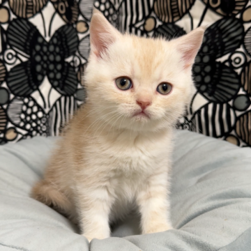 フォールデックス【東京都・男の子・2025年9月11日・クリームタビー(短毛)】の写真「✨ブスっとしてて可愛い🥹✨」