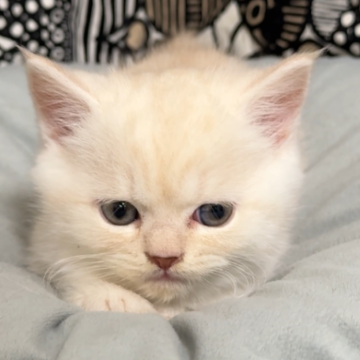 フォールデックス【東京都・男の子・2025年9月11日・クリームタビー(短毛)】の写真「✨ちっこくて元気な男の子✨」