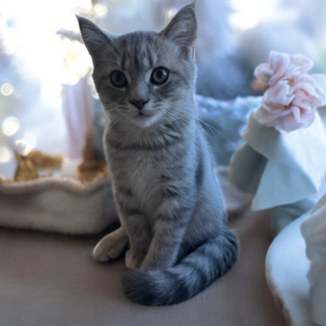 フォールデックス【東京都・男の子・2025年8月4日・ブルータビー（短毛）】の写真「❤️ゴロゴロ男の子❤️」