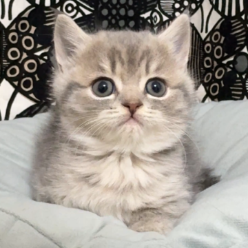 フォールデックス【東京都・男の子・2025年9月11日・ブルータビー(短毛)】の写真「✨毛質がしっとりフワフワ!女の子みたいな男の✨」