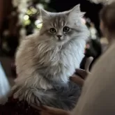 フォールデックス