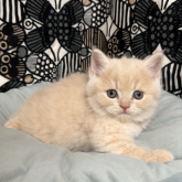 フォールデックス