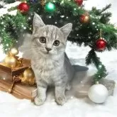 フォールデックス【東京都・女の子・2024年9月17日・ブルーパッチドタビー】の写真1