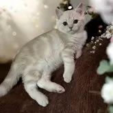 フォールデックス