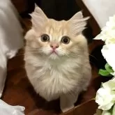 フォールデックス