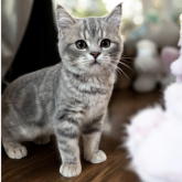 フォールデックス