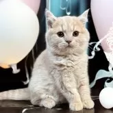 フォールデックス