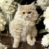 フォールデックス【東京都・男の子・2025年8月4日・クリームタビー】の写真1