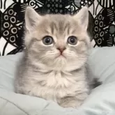 フォールデックス