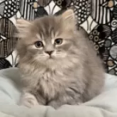 フォールデックス【東京都・男の子・2025年8月4日・ブルータビー】の写真2