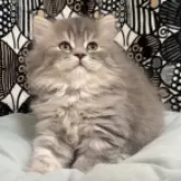 フォールデックス【東京都・男の子・2025年8月4日・ブルータビー】の写真3