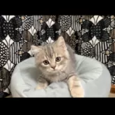 フォールデックス【東京都・男の子・2025年8月4日・ブルータビー】の写真3