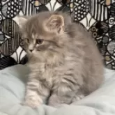 フォールデックス【東京都・男の子・2025年8月4日・ブルータビー】の写真5