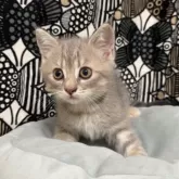 フォールデックス【東京都・男の子・2025年8月4日・ブルータビー】の写真5